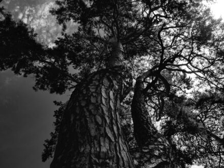 Życie codzienne portret drzewa Rybienko Leśne